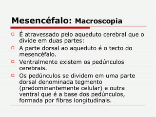 Mesencéfalo:  Macroscopia É atravessado pelo aqueduto cerebral que o divide em duas partes: A parte dorsal ao aqueduto é o tecto do mesencéfalo. Ventralmente existem os pedúnculos cerebrais. Os pedúnculos se dividem em uma parte dorsal denominada tegmento (predominantemente celular) e outra ventral que é a base dos pedúnculos, formada por fibras longitudinais. 