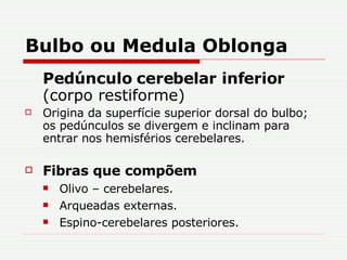 Bulbo ou Medula Oblonga Pedúnculo cerebelar inferior  (corpo restiforme) Origina da superfície superior dorsal do bulbo; os pedúnculos se divergem e inclinam para entrar nos hemisférios cerebelares. Fibras que compõem Olivo – cerebelares. Arqueadas externas. Espino-cerebelares posteriores. 