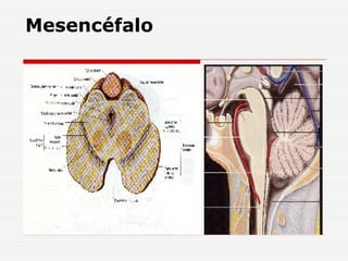 Mesencéfalo 