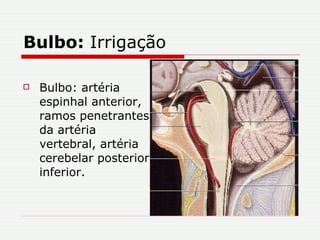 Bulbo:  Irrigação Bulbo: artéria espinhal anterior, ramos penetrantes da artéria vertebral, artéria cerebelar posterior inferior. 