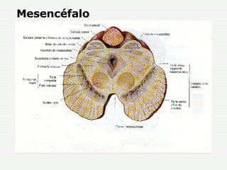 Mesencéfalo 