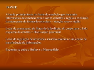 PONTE Grande protuberância na frente do cerebelo que transmite  informações do cerebelo para o córtex cerebral e regula a excitação (contem parte da formação reticular) – atenção sono e vigília Local de cruzamento de fibras do lado direito do corpo para o lado  esquerdo do cérebro = Decussação piramidal  Local de regulação de atividades sensório-motoras e um centro de  transferência de informações Encontra-se entre o Bulbo e o Mesencéfalo 