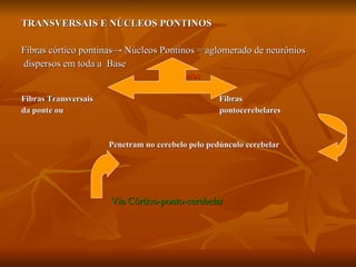 TRANSVERSAIS E NÚCLEOS PONTINOS Fibras córtico pontinas->  Núcleos Pontinos = aglomerado de neurônios dispersos em toda a  Base  axônios Fibras Transversais  Fibras da ponte ou  pontocerebelares Penetram no cerebelo pelo pedúnculo cerebelar  Via Córtico-ponto-cerebelar 