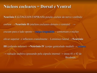 Núcleos cocleares = Dorsal e Ventral Neurônio I  (GÂNGLIOS ESPIRAIS) porção coclear do nervo vestíbulo  coclear  -> Neurônio II  (núcleos cocleares dorsais e ventrais)  ->  cruzam para o lado oposto =  corpo trapezóide  – contornam o núcleo  olivar superior  e inflectem cranialmente – Leminisco lateral -> Neurônio III  (colículo inferior) -> Neurônio IV  (corpo geniculado medial) ->  axônios   ->   radiação auditiva (passando pela cápsula interna) -> áreas 41 e 42 de  Brodman. 