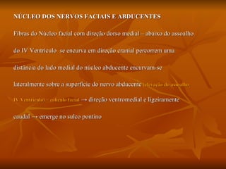 NÚCLEO DOS NERVOS FACIAIS E ABDUCENTES Fibras do Núcleo facial com direção dorso medial – abaixo do assoalho do IV Ventrículo  se encurva em direção cranial percorrem uma  distância do lado medial do núcleo abducente encurvam-se  lateralmente sobre a superfície do nervo abducente  (elevação do assoalho IV Ventrículo) = colículo facial   -> direção ventromedial e ligeiramente  caudal -> emerge no sulco pontino 