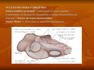NÚCLEO DO NERVO TRIGÊMIO Núcleo sensitivo principal  = continuação do tracto espinhal  ->  Cranialmente em direção ao mesencéfalo o núcleo mesencefálico do  trigêmio -> Núcleo do tracto mesencefálico   Núcleo Motor ->  fibras para os músculos mastigadores 
