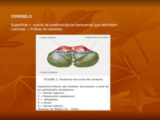 CEREBELO Superfície =  sulcos de predominância transversal que delimitam  Laminas -> Folhas do cerebelo 