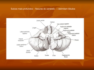 Sulcos mais profundos – fissuras do cerebelo -> delimitam lóbulos 