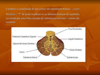 Cerebelo é constituído de um centro de substância branca –  corpo  Medular  ->  de onde irradiam-se as lâminas brancas do cerebelo,  revestida por uma fina camada de substância cinzenta = córtex do  cerebelo 
