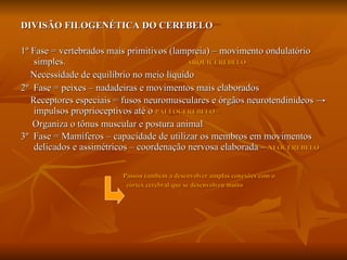 DIVISÃO FILOGENÉTICA DO CEREBELO 1º Fase = vertebrados mais primitivos (lampreia) – movimento ondulatório simples.  ARQUICEREBELO Necessidade de equilíbrio no meio líquido 2º  Fase = peixes – nadadeiras e movimentos mais elaborados Receptores especiais = fusos neuromusculares e órgãos neurotendinídeos  -> impulsos proprioceptivos até o  PALEOCEREBELO – Organiza o tônus muscular e postura animal 3º  Fase = Mamíferos – capacidade de utilizar os membros em movimentos delicados e assimétricos – coordenação nervosa elaborada –  NEOCEREBELO  Passou também a desenvolver amplas conexões com o  córtex cerebral que se desenvolveu muito 