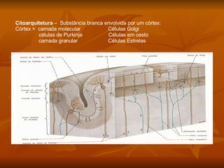 Citoarquitetura  –  Substância branca envolvida por um córtex: Córtex =  camada molecular  Células Golgi células de Purkinje  Células em cesto camada granular  Células Estrelas 