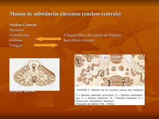Massas de substâncias cinzentas (núcleos centrais) Núcleos Centrais   Denteado Emboliforme  Chegam fibras das células de Purkinje Globoso  Saem fibras eferentes  Fastigial  Corte em direção ao pedúnculo  cerebelar superior   