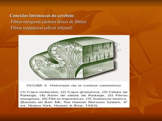 Conexões Intrínsecas do cerebelo : Fibras musgosas (demais feixes de fibras) Fibras trepadeiras (olivar inferior) 