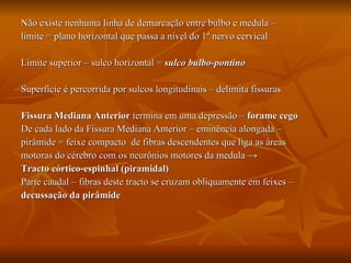 Não existe nenhuma linha de demarcação entre bulbo e medula –  limite = plano horizontal que passa a nível do 1º nervo cervical Limite superior – sulco horizontal =  sulco bulbo-pontino Superfície é percorrida por sulcos longitudinais – delimita fissuras Fissura Mediana Anterior  termina em uma depressão –  forame cego De cada lado da Fissura Mediana Anterior – eminência alongada – pirâmide = feixe compacto  de fibras descendentes que liga as áreas  motoras do cérebro com os neurônios motores da medula  ->  Tracto córtico-espinhal (piramidal) Parte caudal – fibras deste tracto se cruzam obliquamente em feixes –  decussação da pirâmide 