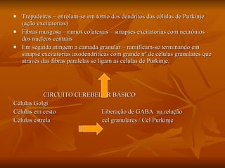 Trepadeiras – enrolam-se em torno dos dendritos das células de Purkinje (ação excitatorias)  Fibras musgosa – ramos colaterais – sinapses excitatorias com neurônios dos núcleos centrais Em seguida atingem a camada granular – ramificam-se terminando em sinapse excitatorias axodendríticas com grande nº de células granulares que através das fibras paralelas se ligam as células de Purkinje. CIRCUITO CEREBELAR BÁSICO Células Golgi Células em cesto  Liberação de GABA  na relação  Células estrela  cel granulares / Cel Purkinje  