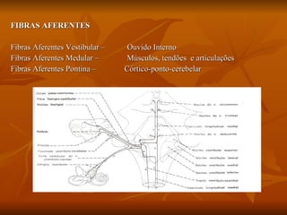 FIBRAS AFERENTES Fibras Aferentes Vestibular –  Ouvido Interno Fibras Aferentes Medular –  Músculos, tendões  e articulações Fibras Aferentes Pontina –  Córtico-ponto-cerebelar 