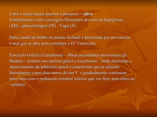 Entre o sulco lateral anterior e posterior =  oliva Ventralmente a oliva emergem filamentos dos nervos hipoglosso, (XII) , glossofaríngeo (IX) , Vago (X) Parte caudal do bulbo ou porção fechada e percorrida por um estreito  Canal que se abre para constituir o IV Ventrículo Fascículo Grácil e Cuneiforme – fibras ascendentes proveniente da  Medula – termina nos núcleos grácil e cuneiforme – onde determina o Aparecimento do tubérculo grácil e cuneiforme que se afastam  lateralmente como dois ramos de um V  e gradualmente continuam  para cima com o pedúnculo cerebral inferior que vai fletir para entra no cerebelo 