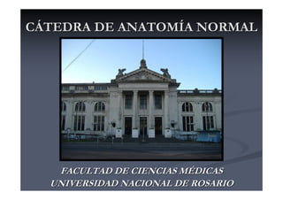 CÁTEDRA DE ANATOMÍA NORMAL




   FACULTAD DE CIENCIAS MÉDICAS
  UNIVERSIDAD NACIONAL DE ROSARIO
 
