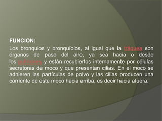 FUNCION:
Los bronquios y bronquíolos, al igual que la tráquea son
órganos de paso del aire, ya sea hacia o desde
los pulmones y están recubiertos internamente por células
secretoras de moco y que presentan cilias. En el moco se
adhieren las partículas de polvo y las cilias producen una
corriente de este moco hacia arriba, es decir hacia afuera.
 