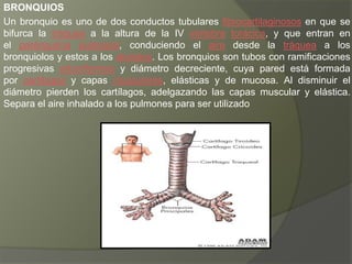 BRONQUIOS
Un bronquio es uno de dos conductos tubulares fibrocartilaginosos en que se
bifurca la tráquea a la altura de la IV vértebra torácica, y que entran en
el parénquima pulmonar, conduciendo el aire desde la tráquea a los
bronquiolos y estos a los alvéolos. Los bronquios son tubos con ramificaciones
progresivas arboriformes y diámetro decreciente, cuya pared está formada
por cartílagos y capas musculares, elásticas y de mucosa. Al disminuir el
diámetro pierden los cartílagos, adelgazando las capas muscular y elástica.
Separa el aire inhalado a los pulmones para ser utilizado
 