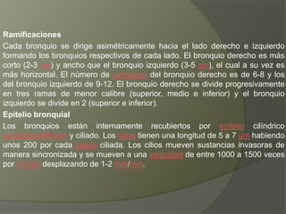 Ramificaciones
Cada bronquio se dirige asimétricamente hacia el lado derecho e izquierdo
formando los bronquios respectivos de cada lado. El bronquio derecho es más
corto (2-3 cm) y ancho que el bronquio izquierdo (3-5 cm), el cual a su vez es
más horizontal. El número de cartílagos del bronquio derecho es de 6-8 y los
del bronquio izquierdo de 9-12. El bronquio derecho se divide progresivamente
en tres ramas de menor calibre (superior, medio e inferior) y el bronquio
izquierdo se divide en 2 (superior e inferior).
Epitelio bronquial
Los bronquios están internamente recubiertos por epitelio cilíndrico
seudoestratificado y ciliado. Los cilios tienen una longitud de 5 a 7 μm habiendo
unos 200 por cada célula ciliada. Los cilios mueven sustancias invasoras de
manera sincronizada y se mueven a una velocidad de entre 1000 a 1500 veces
por minuto desplazando de 1-2 mm/min.
 