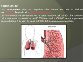 BRONQUIOLOS
Los bronquiolos son las pequeñas vías aéreas en que se dividen
los bronquios llegando a los alvéolos pulmonares.
Los bronquiolos se encuentran en la parte mediana del pulmón. En nuestros
pulmones tenemos alrededor de 60.000 bronquiolos (30.000 en cada pulmón)
que se dividen, a su vez, en unos 600.000.000 de alvéolos pulmonares.
 