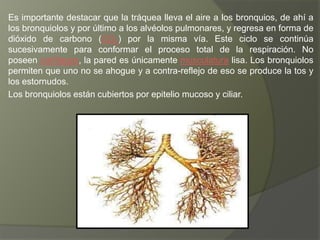 Es importante destacar que la tráquea lleva el aire a los bronquios, de ahí a
los bronquiolos y por último a los alvéolos pulmonares, y regresa en forma de
dióxido de carbono (CO2) por la misma vía. Este ciclo se continúa
sucesivamente para conformar el proceso total de la respiración. No
poseen cartílagos, la pared es únicamente musculatura lisa. Los bronquiolos
permiten que uno no se ahogue y a contra-reflejo de eso se produce la tos y
los estornudos.
Los bronquiolos están cubiertos por epitelio mucoso y ciliar.
 