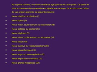 Na
Na espécie humana
espécie humana, os nervos cranianos agrupam-se em doze pares. Os pares de
, os nervos cranianos agrupam-se em doze pares. Os pares de
nervos cranianos são numerados em
nervos cranianos são numerados em algarismos romanos
algarismos romanos, de acordo com a ordem
, de acordo com a ordem
de sua origem aparente, da seguinte maneira:
de sua origem aparente, da seguinte maneira:
 Nervo olfatório ou olfactivo
Nervo olfatório ou olfactivo (I)
(I)
 Nervo óptico
Nervo óptico (II)
(II)
 Nervo motor ocular comum ou oculomotor
Nervo motor ocular comum ou oculomotor (III)
(III)
 Nervo patético ou troclear
Nervo patético ou troclear (IV)
(IV)
 Nervo trigêmeo
Nervo trigêmeo (V)
(V)
 Nervo motor ocular externo ou abducente
Nervo motor ocular externo ou abducente (VI)
(VI)
 Nervo facial
Nervo facial (VII)
(VII)
 Nervo auditivo ou vestibulococlear
Nervo auditivo ou vestibulococlear (VIII)
(VIII)
 Nervo glossofaríngeo
Nervo glossofaríngeo (IX)
(IX)
 Nervo vago ou pneumogástrico
Nervo vago ou pneumogástrico (X)
(X)
 Nervo espinhal ou acessório
Nervo espinhal ou acessório (XI)
(XI)
 Nervo grande hipoglosso
Nervo grande hipoglosso (XII)
(XII)
 