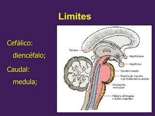 Limites
Cefálico:
Cefálico:
diencéfalo;
diencéfalo;
Caudal:
Caudal:
medula;
medula;
 