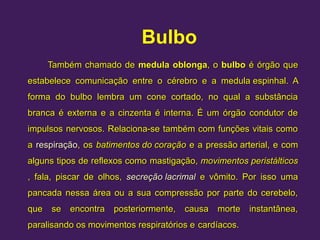 Bulbo
Também chamado de
Também chamado de medula oblonga
medula oblonga, o
, o bulbo
bulbo é órgão que
é órgão que
estabelece comunicação entre o
estabelece comunicação entre o cérebro
cérebro e a
e a medula espinhal
medula espinhal. A
. A
forma do bulbo lembra um cone cortado, no qual a substância
forma do bulbo lembra um cone cortado, no qual a substância
branca é externa e a cinzenta é interna. É um órgão condutor de
branca é externa e a cinzenta é interna. É um órgão condutor de
impulsos nervosos. Relaciona-se também com funções vitais como
impulsos nervosos. Relaciona-se também com funções vitais como
a
a respiração
respiração, os
, os batimentos do coração
batimentos do coração e a
e a pressão arterial
pressão arterial, e com
, e com
alguns tipos de reflexos como
alguns tipos de reflexos como mastigação
mastigação,
, movimentos peristálticos
movimentos peristálticos
, fala, piscar de olhos,
, fala, piscar de olhos, secreção lacrimal
secreção lacrimal e vômito. Por isso uma
e vômito. Por isso uma
pancada nessa área ou a sua compressão por parte do cerebelo,
pancada nessa área ou a sua compressão por parte do cerebelo,
que se encontra posteriormente, causa morte instantânea,
que se encontra posteriormente, causa morte instantânea,
paralisando os movimentos respiratórios e
paralisando os movimentos respiratórios e cardíacos.
cardíacos.
 
