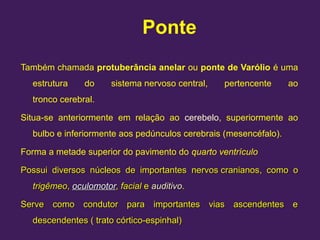 Ponte
Também chamada protuberância anelar ou ponte de Varólio é uma
estrutura do sistema nervoso central, pertencente ao
tronco cerebral.
Situa-se anteriormente em relação ao cerebelo, superiormente ao
bulbo e inferiormente aos pedúnculos cerebrais (mesencéfalo).
Forma a metade superior do pavimento do quarto ventrículo
Possui diversos núcleos de importantes
Possui diversos núcleos de importantes nervos cranianos
nervos cranianos, como o
, como o
trigêmeo
trigêmeo,
, oculomotor
oculomotor,
, facial
facial e
e auditivo
auditivo.
.
Serve como condutor para importantes vias ascendentes e
Serve como condutor para importantes vias ascendentes e
descendentes ( trato córtico-espinhal)
descendentes ( trato córtico-espinhal)
 