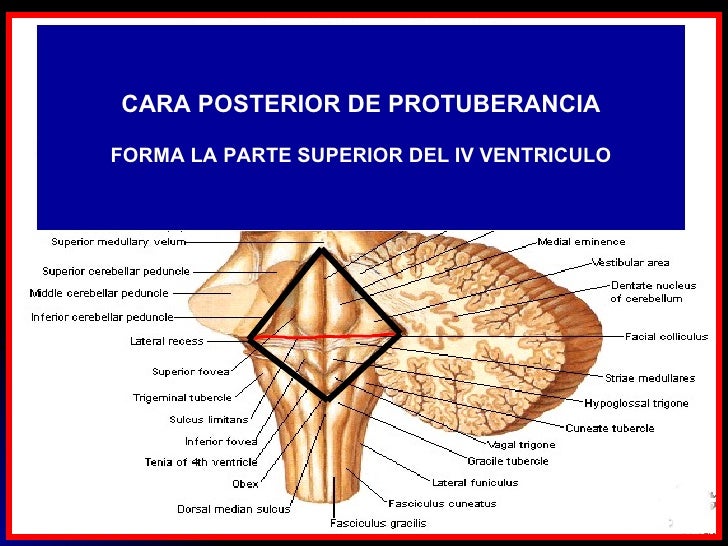 Tronco cerebral 1 Tronco cerebral 1