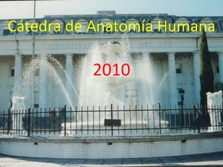 Cátedra de Anatomía Humana2010 