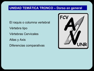 El raquis o columna vertebral Vértebra tipo Vértebras Cervicales Atlas y Axis Diferencias comparativas UNIDAD TEMÁTICA TRONCO – Dorso en general  