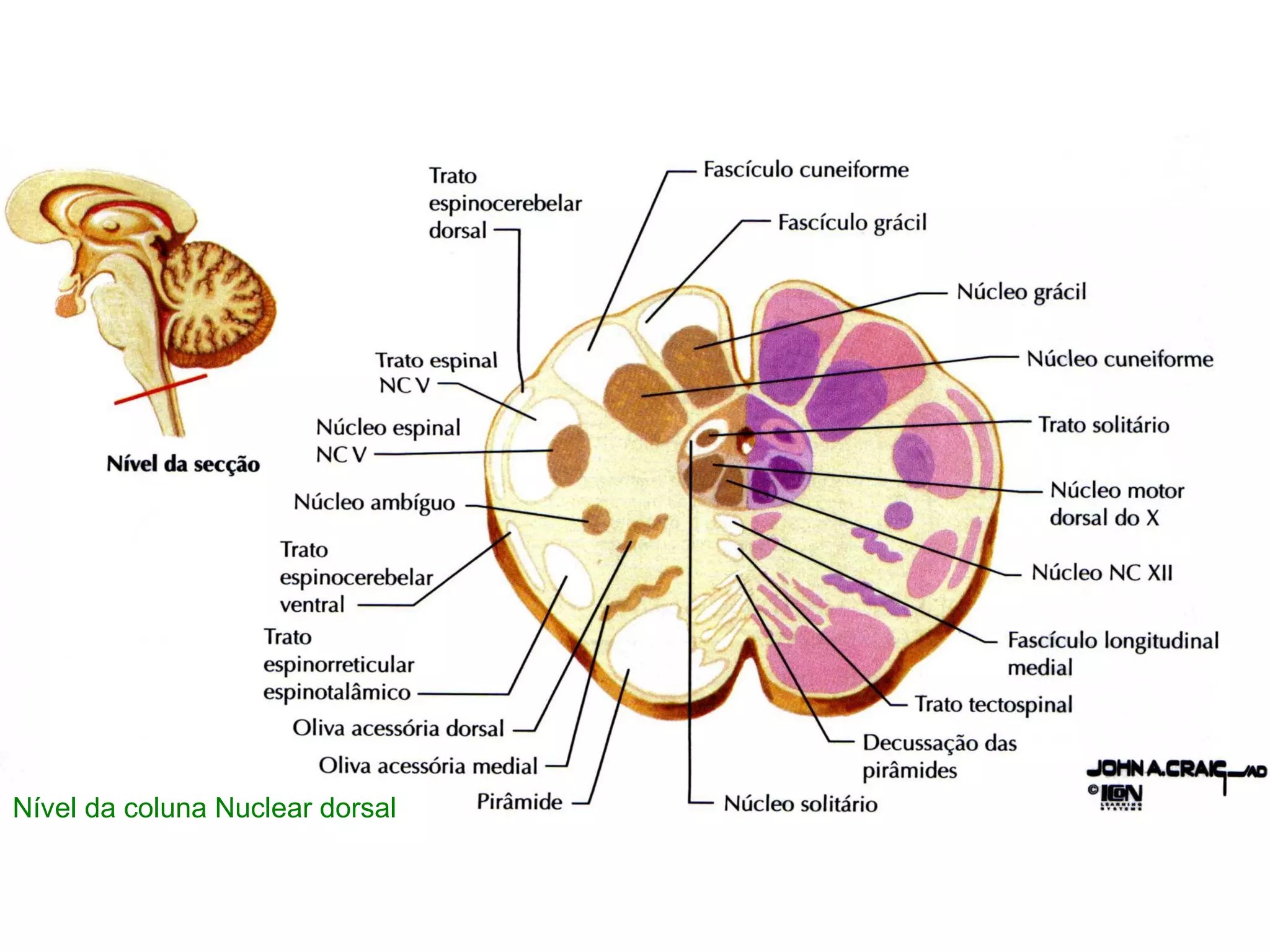 Nível da coluna Nuclear dorsal
 