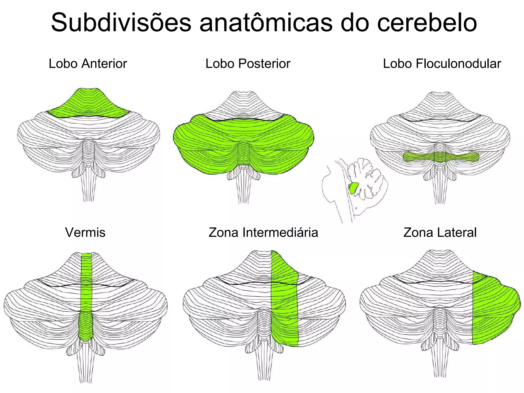 Lobo Anterior Lobo Posterior Lobo Floculonodular
Vermis Zona Intermediária Zona Lateral
Subdivisões anatômicas do cerebelo
 