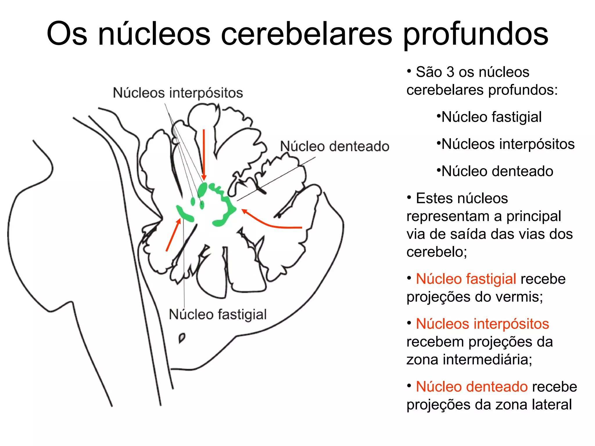 Os núcleos cerebelares profundos
• São 3 os núcleos
cerebelares profundos:
•Núcleo fastigial
•Núcleos interpósitos
•Núcleo denteado
• Estes núcleos
representam a principal
via de saída das vias dos
cerebelo;
• Núcleo fastigial recebe
projeções do vermis;
• Núcleos interpósitos
recebem projeções da
zona intermediária;
• Núcleo denteado recebe
projeções da zona lateral
 