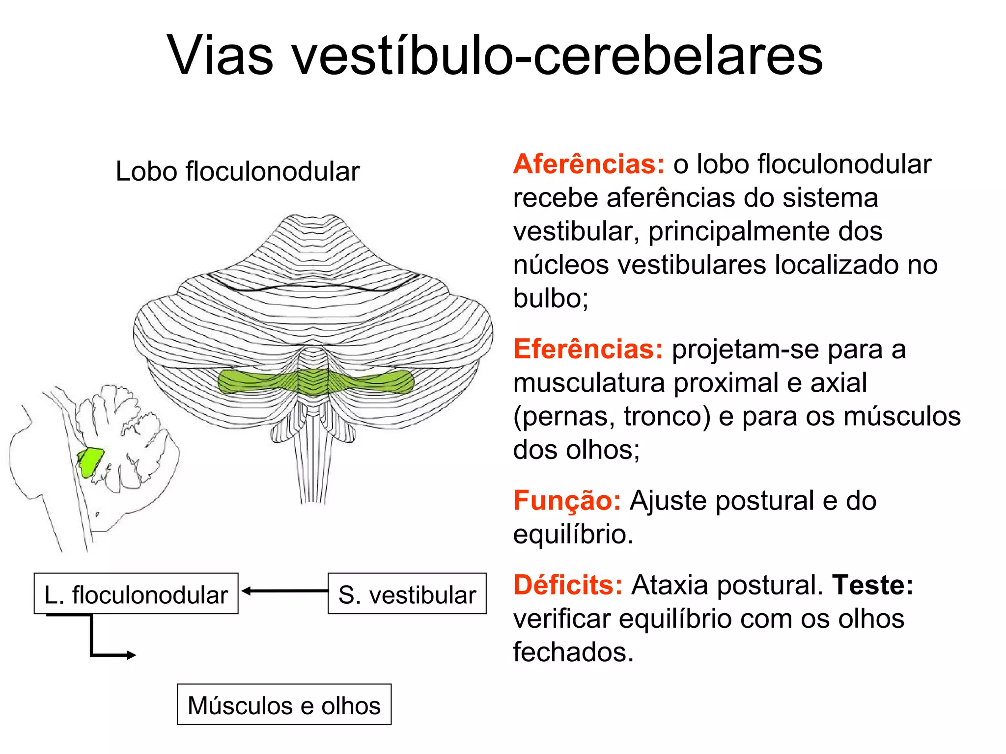 Vias vestíbulo-cerebelares
Aferências: o lobo floculonodular
recebe aferências do sistema
vestibular, principalmente dos
núcleos vestibulares localizado no
bulbo;
Eferências: projetam-se para a
musculatura proximal e axial
(pernas, tronco) e para os músculos
dos olhos;
Função: Ajuste postural e do
equilíbrio.
Déficits: Ataxia postural. Teste:
verificar equilíbrio com os olhos
fechados.
Lobo floculonodular
L. floculonodular S. vestibular
Músculos e olhos
 