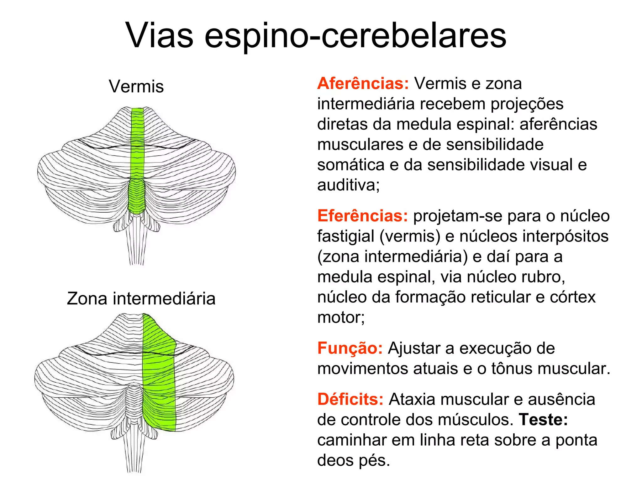 Vias espino-cerebelares
Aferências: Vermis e zona
intermediária recebem projeções
diretas da medula espinal: aferências
musculares e de sensibilidade
somática e da sensibilidade visual e
auditiva;
Eferências: projetam-se para o núcleo
fastigial (vermis) e núcleos interpósitos
(zona intermediária) e daí para a
medula espinal, via núcleo rubro,
núcleo da formação reticular e córtex
motor;
Função: Ajustar a execução de
movimentos atuais e o tônus muscular.
Déficits: Ataxia muscular e ausência
de controle dos músculos. Teste:
caminhar em linha reta sobre a ponta
deos pés.
Vermis
Zona intermediária
 