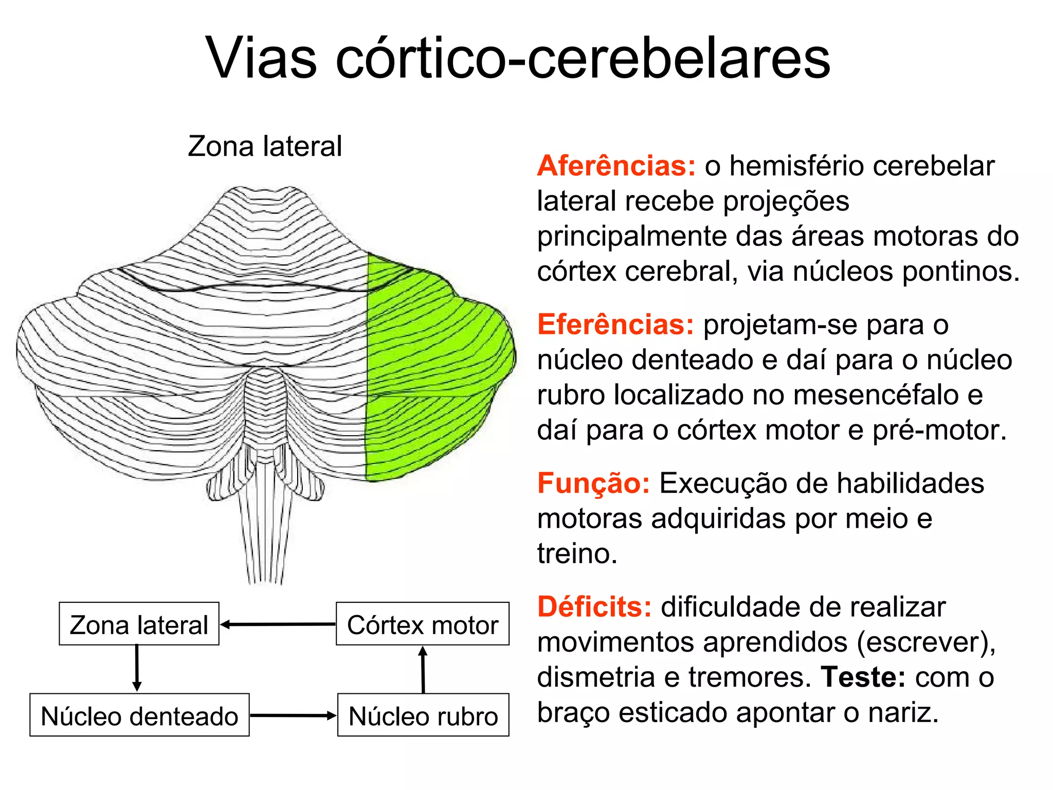 Vias córtico-cerebelares
Aferências: o hemisfério cerebelar
lateral recebe projeções
principalmente das áreas motoras do
córtex cerebral, via núcleos pontinos.
Eferências: projetam-se para o
núcleo denteado e daí para o núcleo
rubro localizado no mesencéfalo e
daí para o córtex motor e pré-motor.
Função: Execução de habilidades
motoras adquiridas por meio e
treino.
Déficits: dificuldade de realizar
movimentos aprendidos (escrever),
dismetria e tremores. Teste: com o
braço esticado apontar o nariz.
Zona lateral
Zona lateral Córtex motor
Núcleo denteado Núcleo rubro
 
