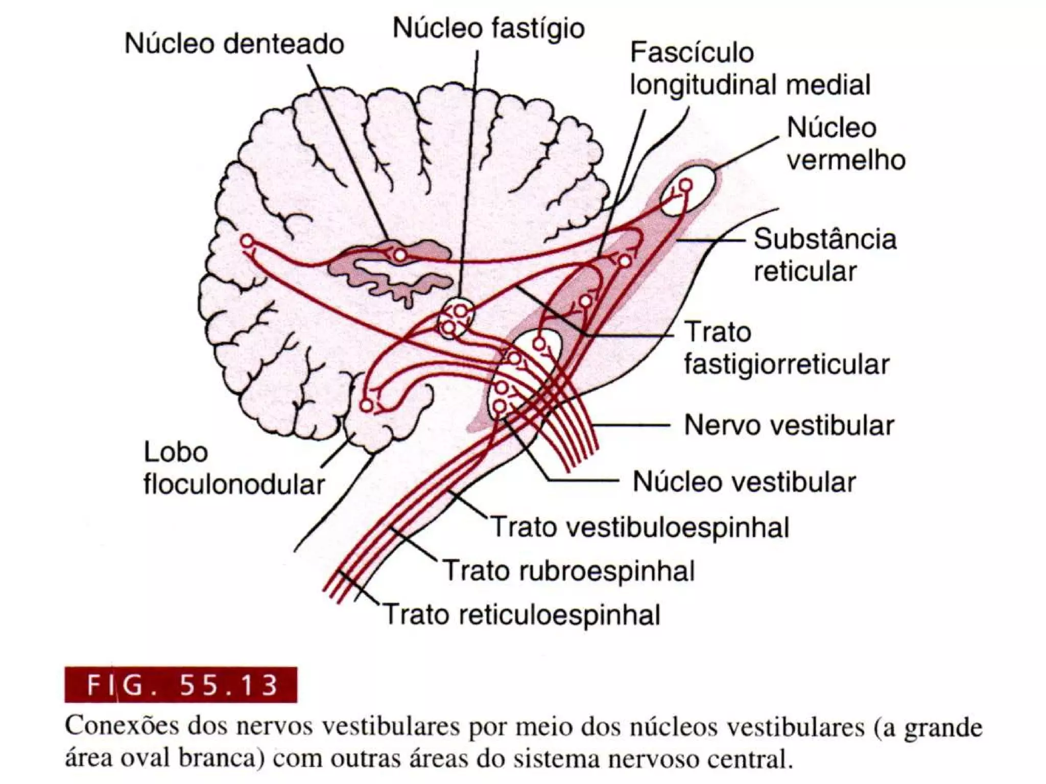Troncoencefalico 120423134146-phpapp02