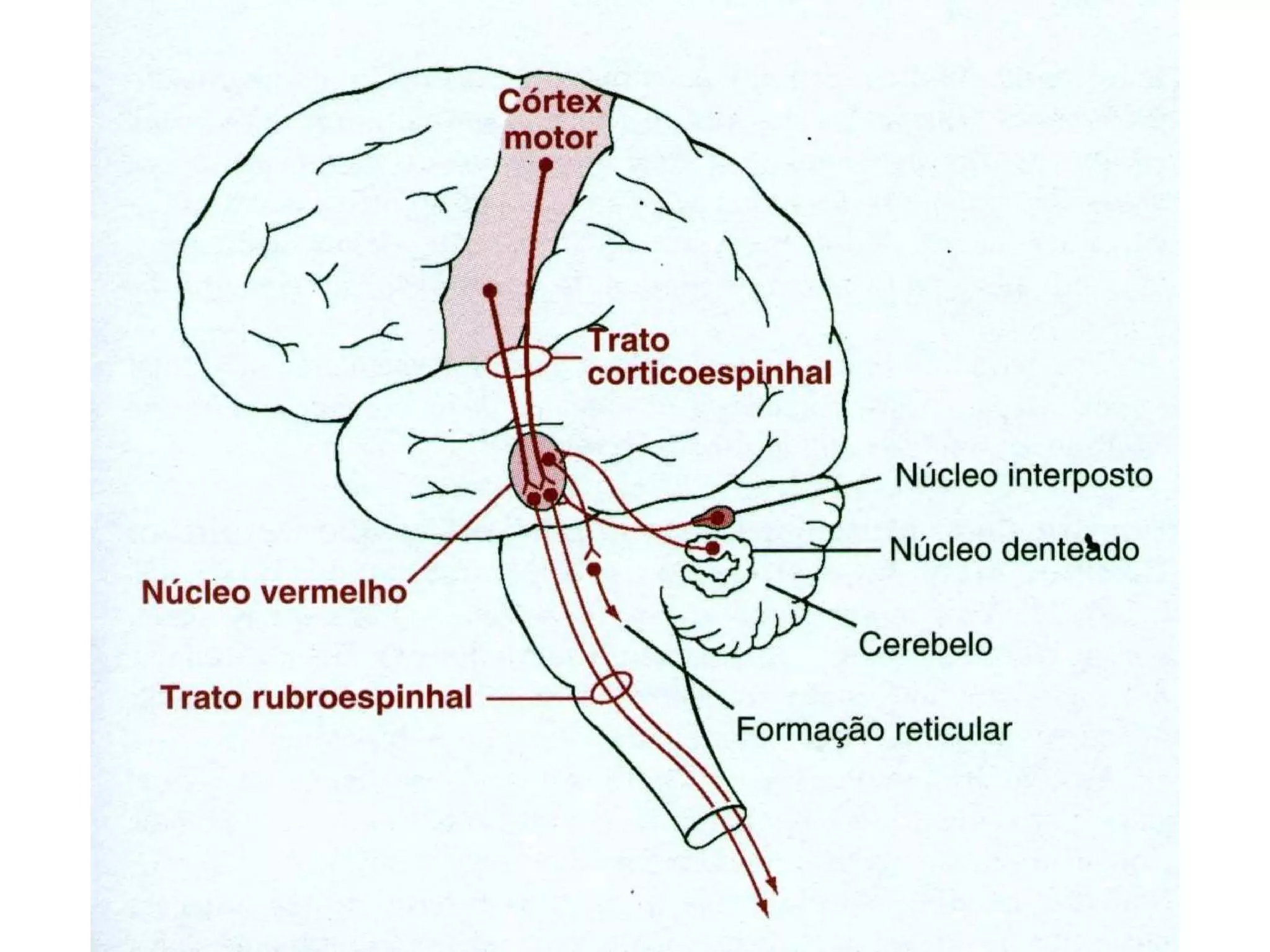 Troncoencefalico 120423134146-phpapp02