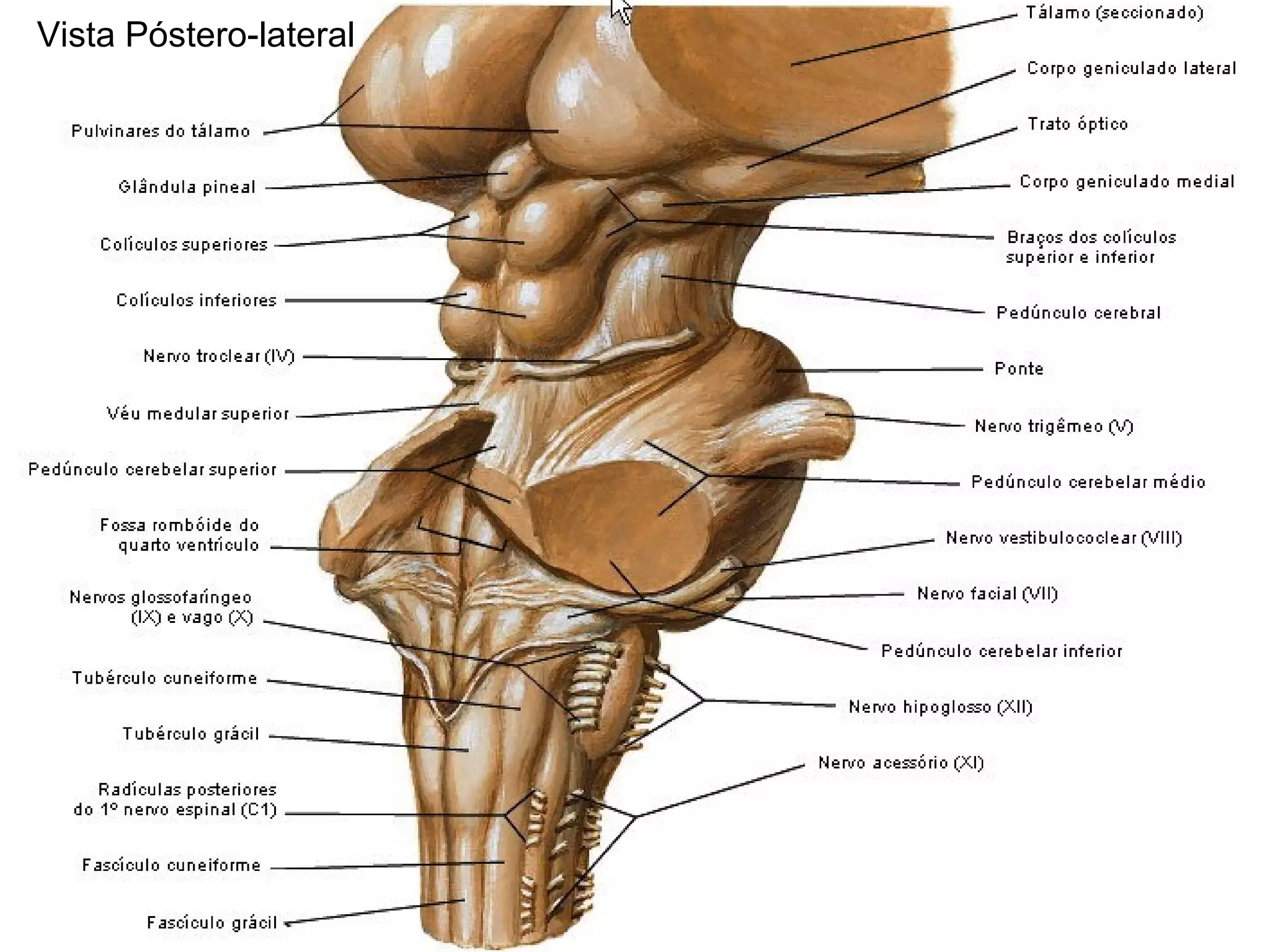 Vista Póstero-lateral
 