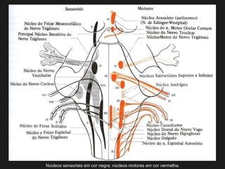 Núcleos sensoriais em cor negra; núcleos motores em cor vermelha.
 