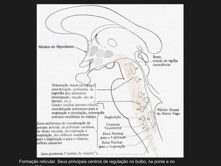 Formação reticular. Seus principais centros de regulação no bulbo, na ponte e no
 