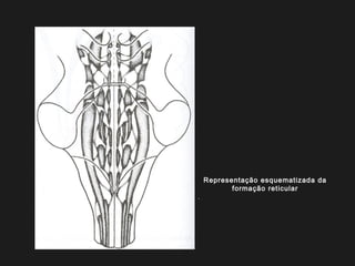 Representação esquematizada da
formação reticular
.
 