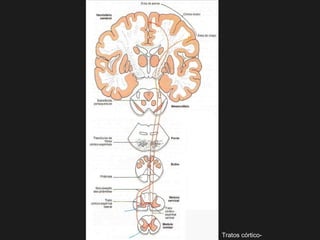 Tratos córtico-
 