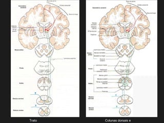 Colunas dorsais eTrato
 