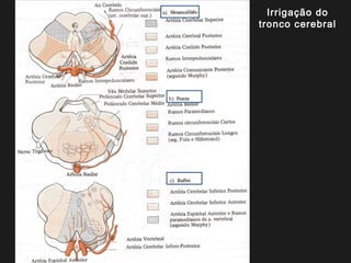 Irrigação do
tronco cerebral
 