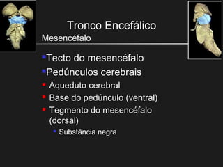 Tronco Encefálico
Mesencéfalo
Tecto do mesencéfalo
Pedúnculos cerebrais
 Aqueduto cerebral
 Base do pedúnculo (ventral)
 Tegmento do mesencéfalo
(dorsal)

Substância negra
 